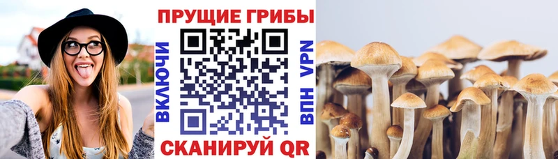 Галлюциногенные грибы Psilocybe  KRAKEN   Пионерский 